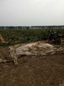 国产野战大片在线观看,国产野战大片震撼在线呈现